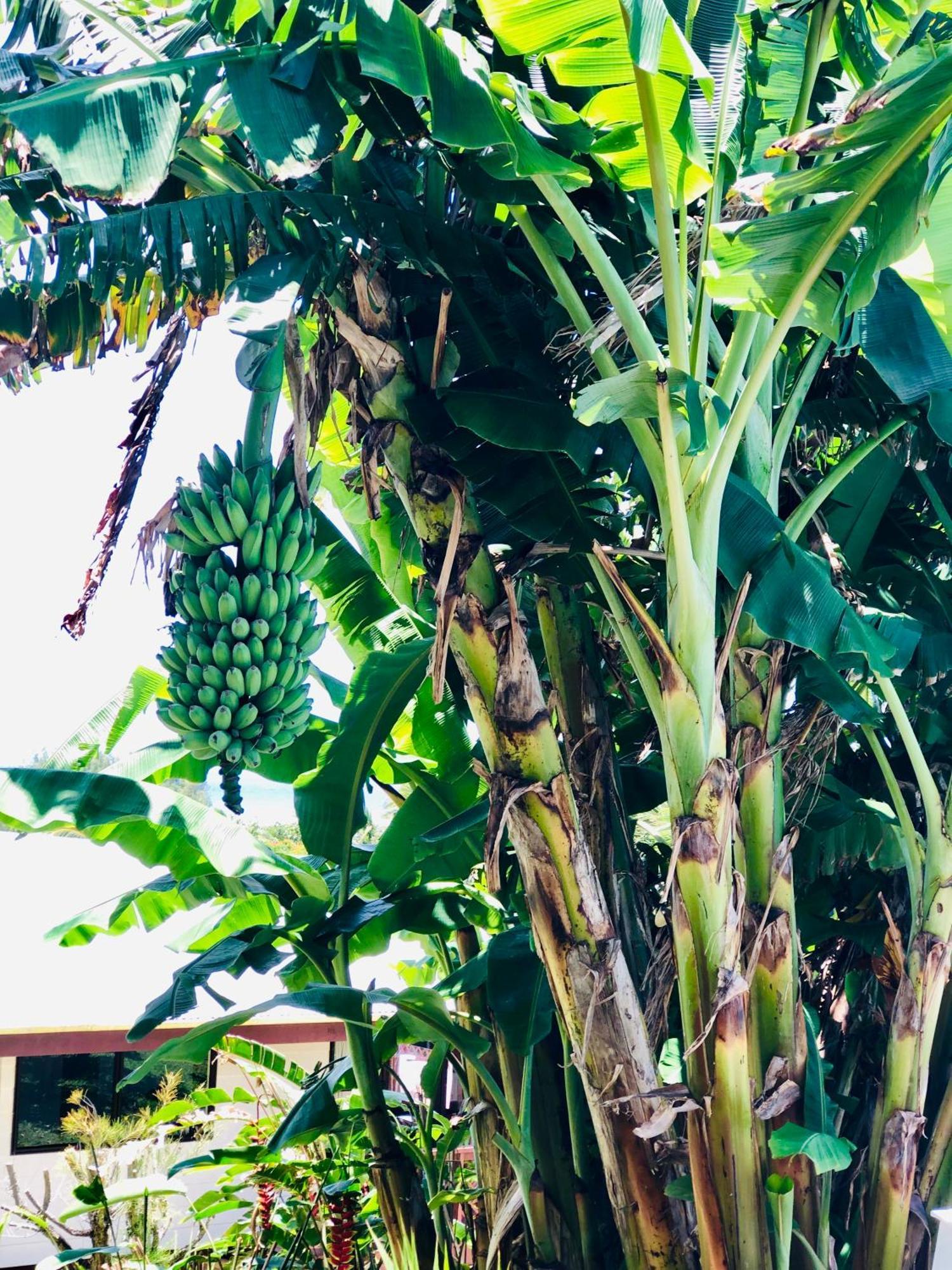 Muri Vista Villas Rarotonga Kültér fotó