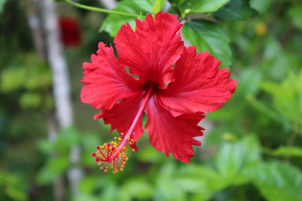 Muri Vista Villas Rarotonga Kültér fotó